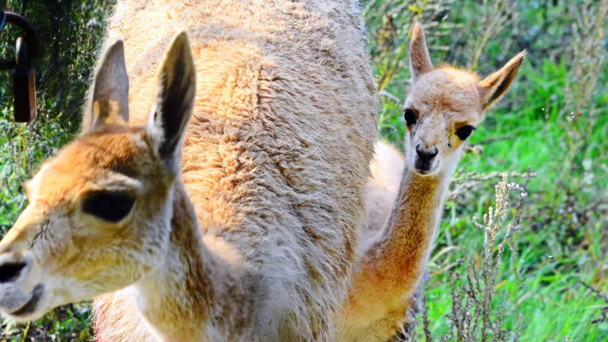 Narodziny w gdańskim zoo. Kilka gatunków doczekało się potomstwa - Zdjęcie główne