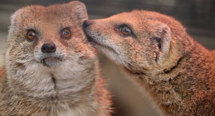 Jak radzi sobie ZOO w czasie pandemii? [ZDJĘCIA] - Zdjęcie główne