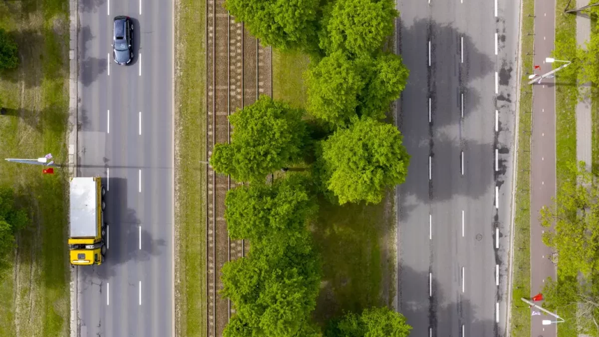 Tragiczny stan części drzew w Wielkiej Alei Lipowej. Poszukiwany jest wykonawca - Zdjęcie główne