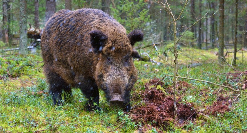 Dziki problem w Gdańsku. Zgłoszenia od mieszkańców wpływają codziennie - Zdjęcie główne