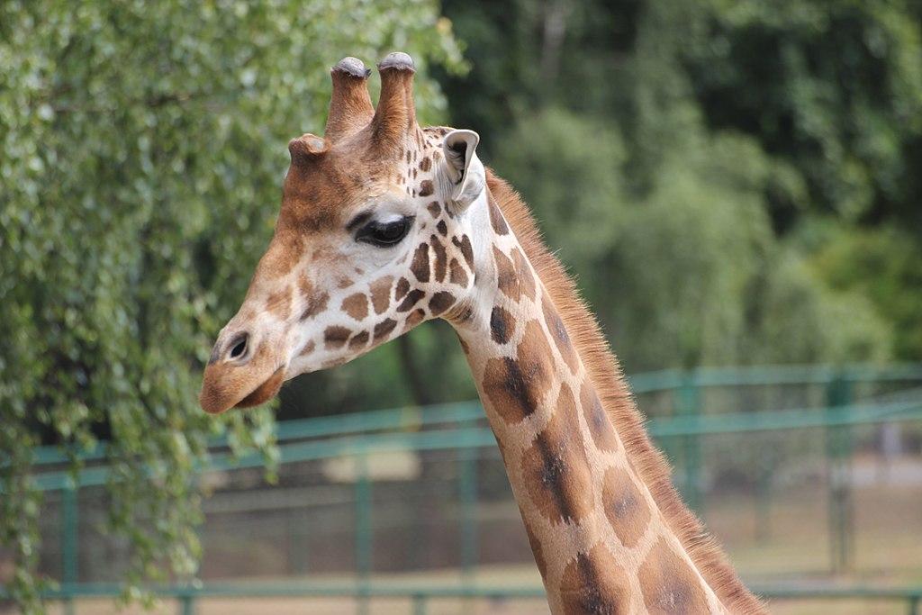 Bilety do ZOO będą droższe. Bilet rodzinny nawet za 110 złotych - Zdjęcie główne