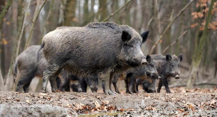 Stado dzików pojawiło się pod blokiem? Pomoże straż miejska lub urzędnicy - Zdjęcie główne