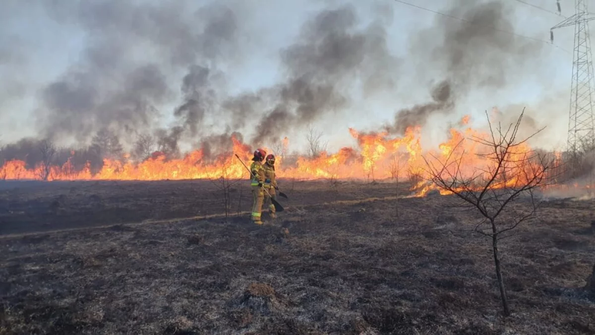 Pożar w Piotrkowie Trybunalskim. Doszło do podpalenia?