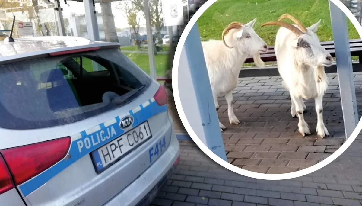 Kozy czekały na przystanku. Zamiast autobusu podjechała policja i... - Zdjęcie główne