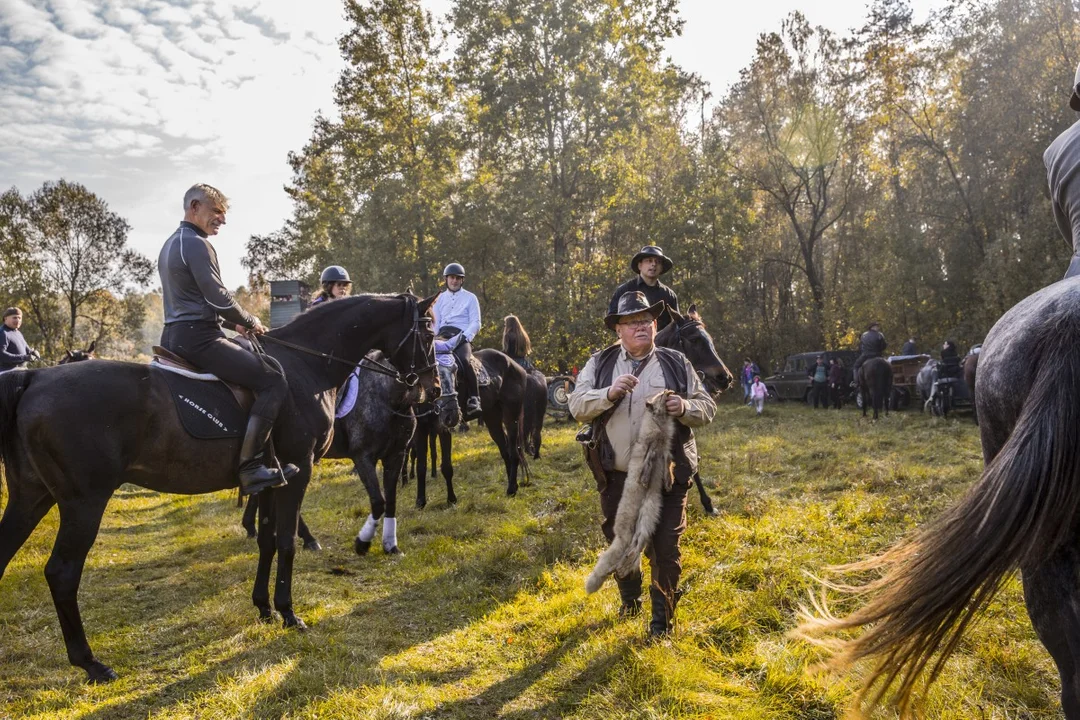 Gonili za lisem na swoich koniach. Za nami tradycyjne święto jeźdźców i myśliwych [GALERIA] - Zdjęcie główne