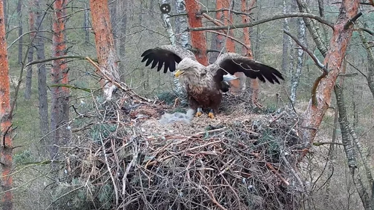 Bielikom pod Piotrkowem wykluły się pisklaki! Można je podglądać w gnieździe na żywo [WIDEO]
