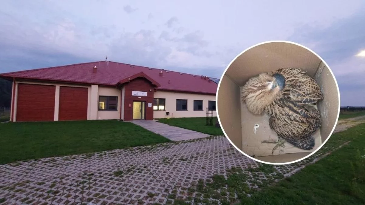 To ściśle chroniony, rzadki gatunek. Zwierzę trafiło do ośrodka w woj. łódzkim