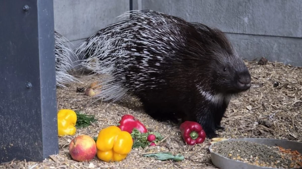 Pod Piotrkowem uciekają nie tylko kangury. Teraz poszło o.... jeżozwierze