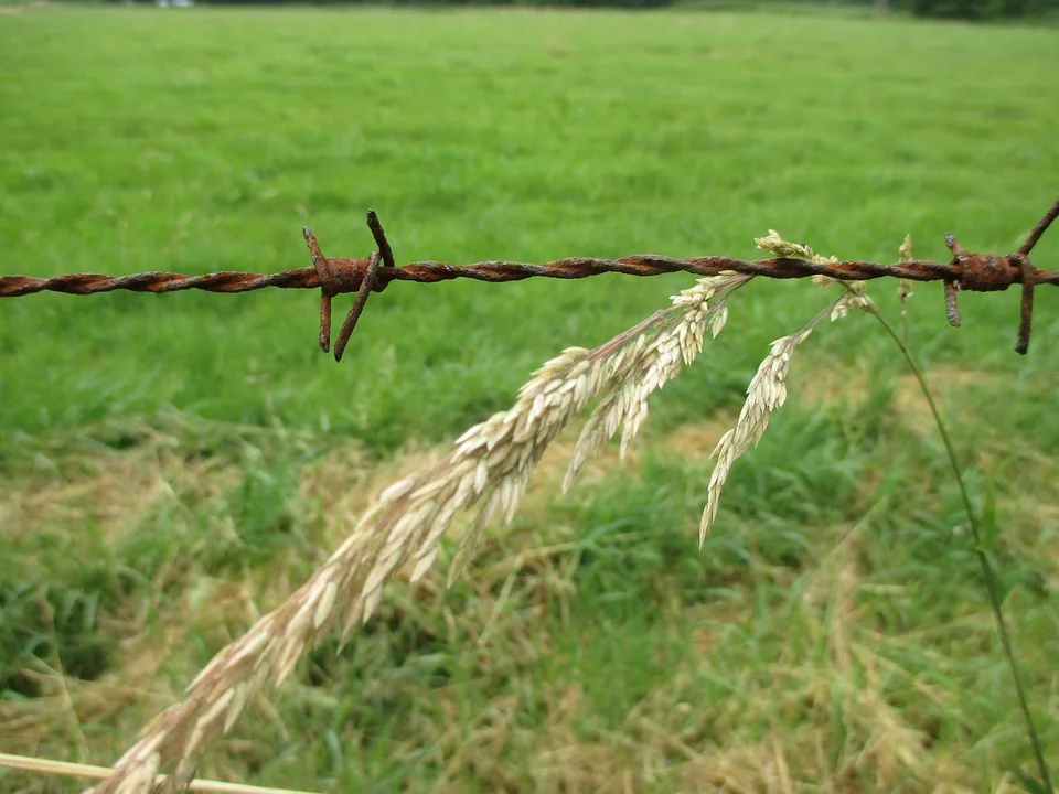 Urząd ma działkę na sprzedaż. Oferta jest dla wybranych mieszkańców - Zdjęcie główne