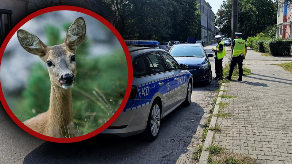 Dzikie zwierzęta nie miały szans w starciu z pojazdem. Kierowcy uważajcie! - Zdjęcie główne