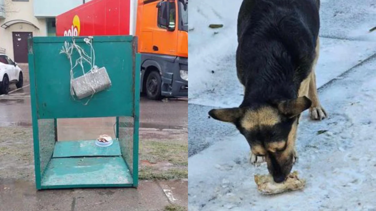 W Piotrkowie postawiono specjalną klatkę, by złapać psa. Schronisko apeluje do mieszkańców - Zdjęcie główne