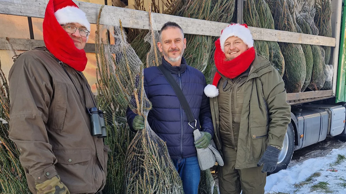 Choinka w Piotrkowie za darmo. Jest jeden warunek - Zdjęcie główne