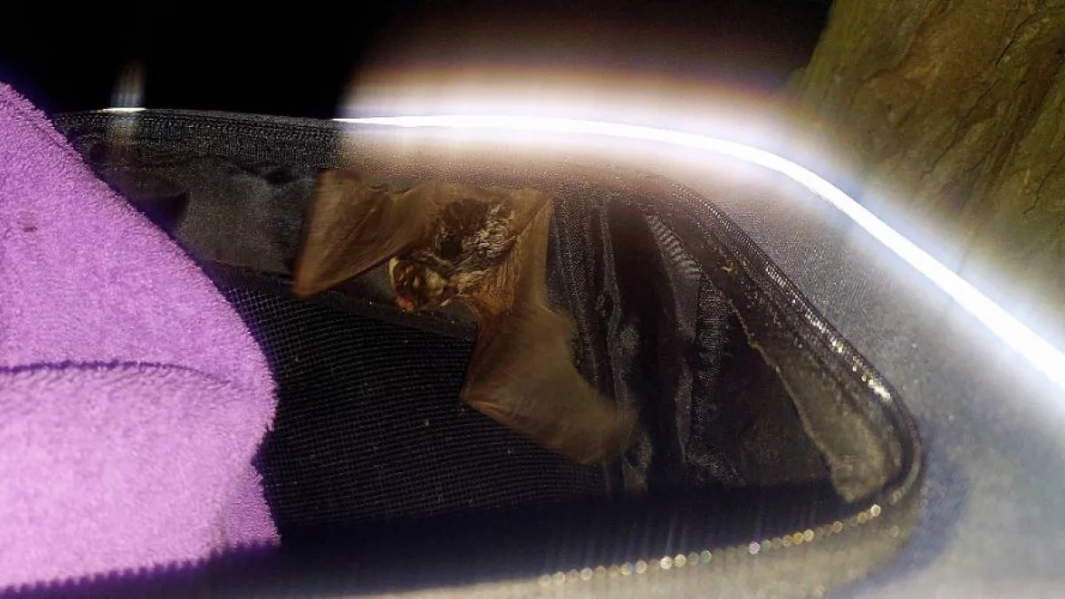 Wróciły do domu! Leśny Ośrodek w Kole wypuścił podopiecznych na wolność