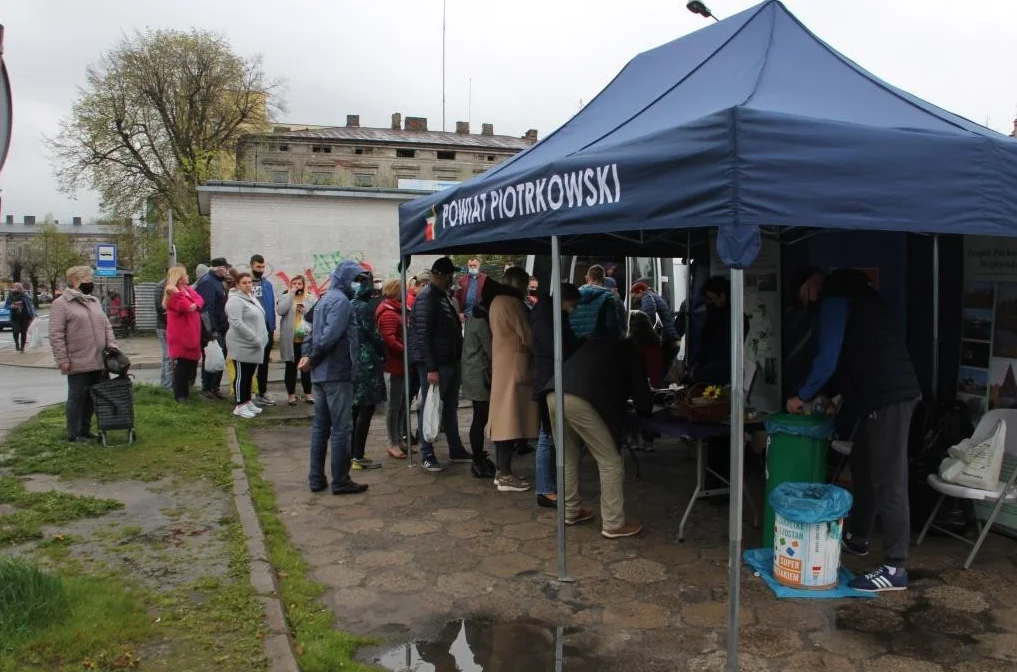 Ekologiczna akcja w powiecie piotrkowskim. W których miejscowościach będzie można otrzymać rośliny? - Zdjęcie główne