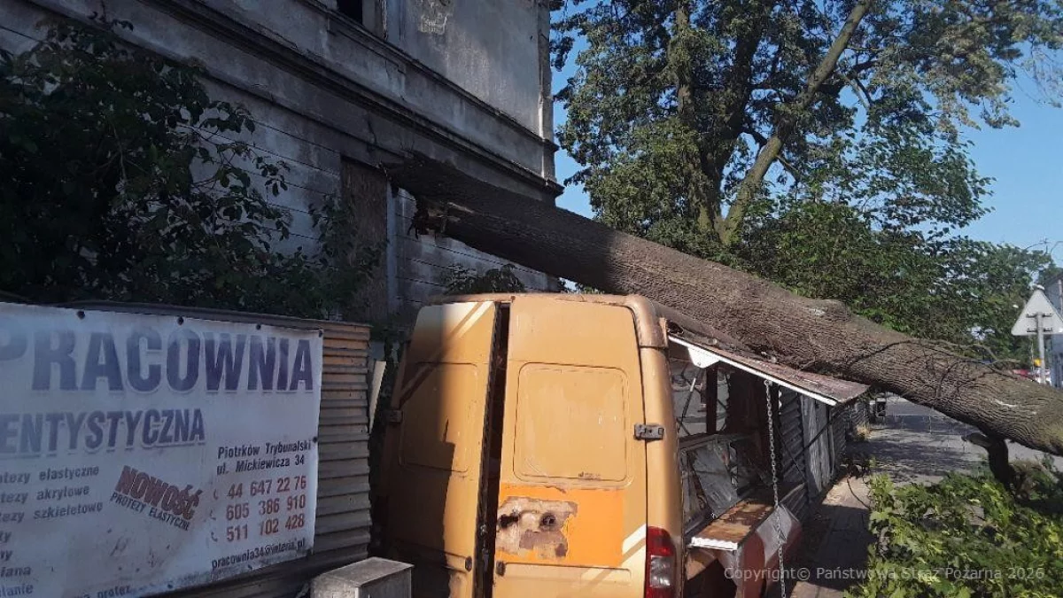 Ogromne drzewo runęło na ulicę. Na miejscu służby [ZDJĘCIA]