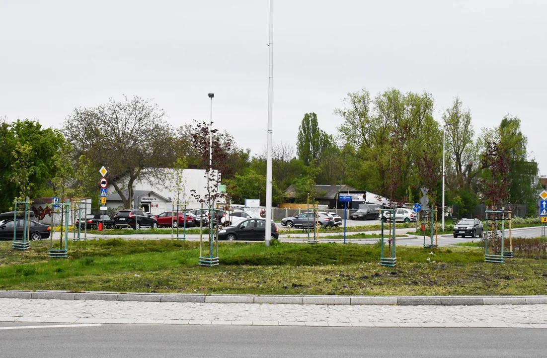 Oczyszczające drzewa zasadzono w mieście - Zdjęcie główne