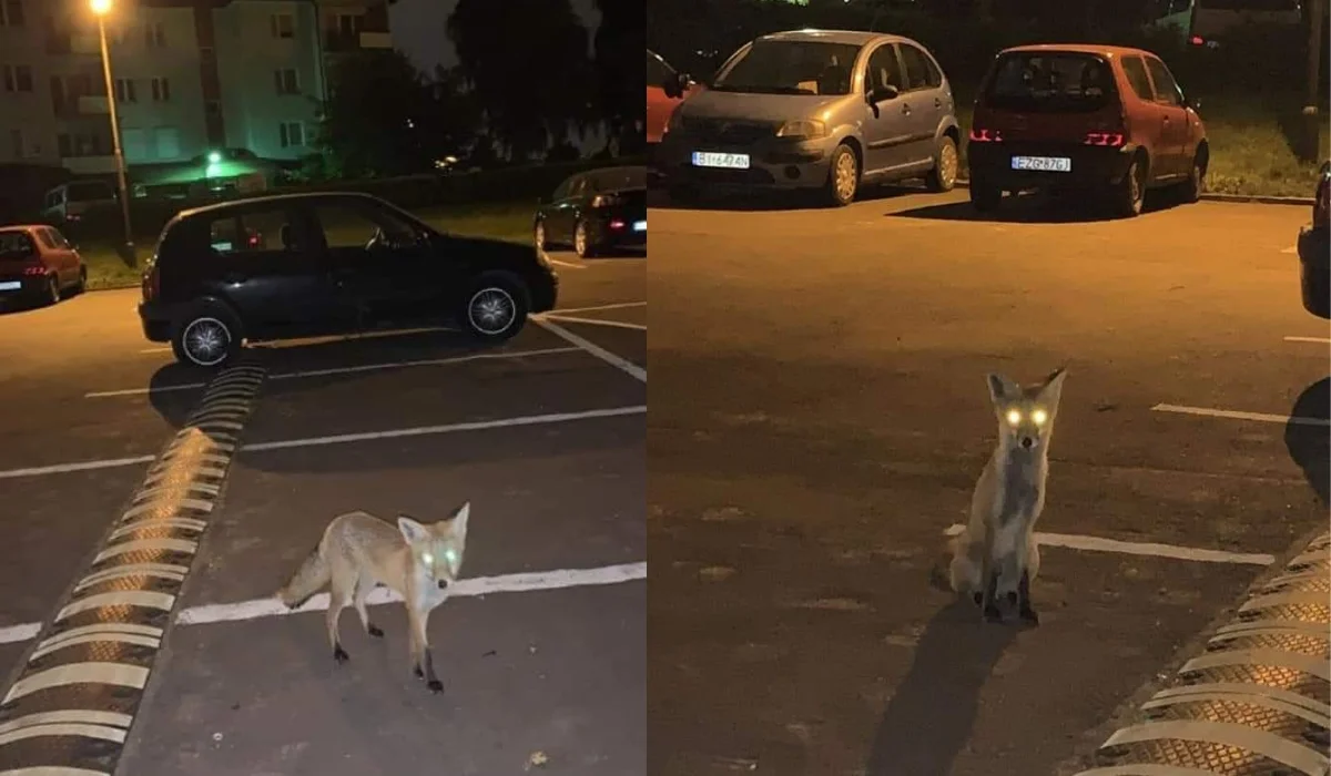 Lisy na Retkini i Widzewie w Łodzi. „Coraz więcej ludzi wywala odpadki przez okna…”  - Zdjęcie główne