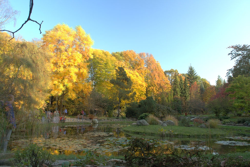 Arboretum w Rogowie | Polimerek, CC BY-SA 4.0 <https://creativecommons.org/licenses/by-sa/4.0>, via Wikimedia Commons