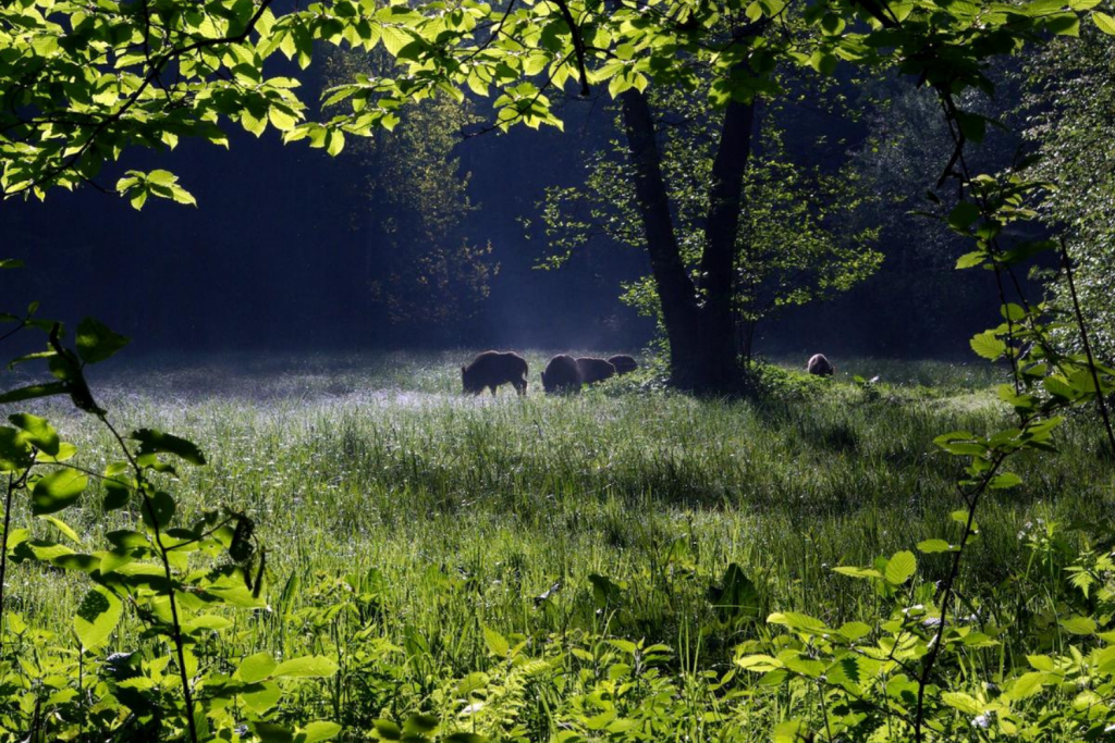 Problemy łodzian z nieproszonymi gośćmi – dziki wchodzą na posesje, dewastują ogrody, straszą zwierzęta - Zdjęcie główne