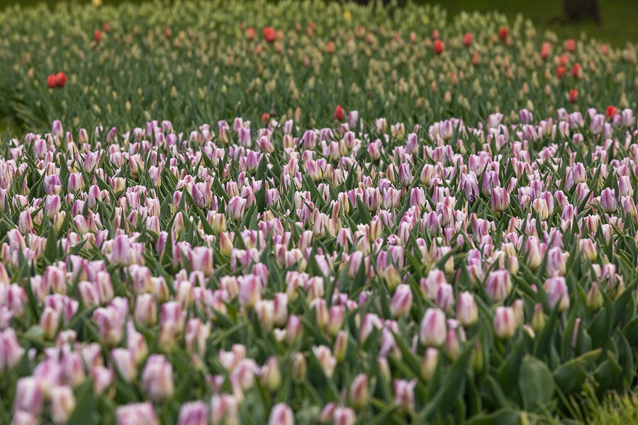 Kolekcja tulipanów w Łódzkim Ogrodzie Botanicznym już w pełni rozkwitu  (fot. Michał Pietrzak - redakcja TuŁódź) |wiadomości łódzkie | Łódź | TuŁódź