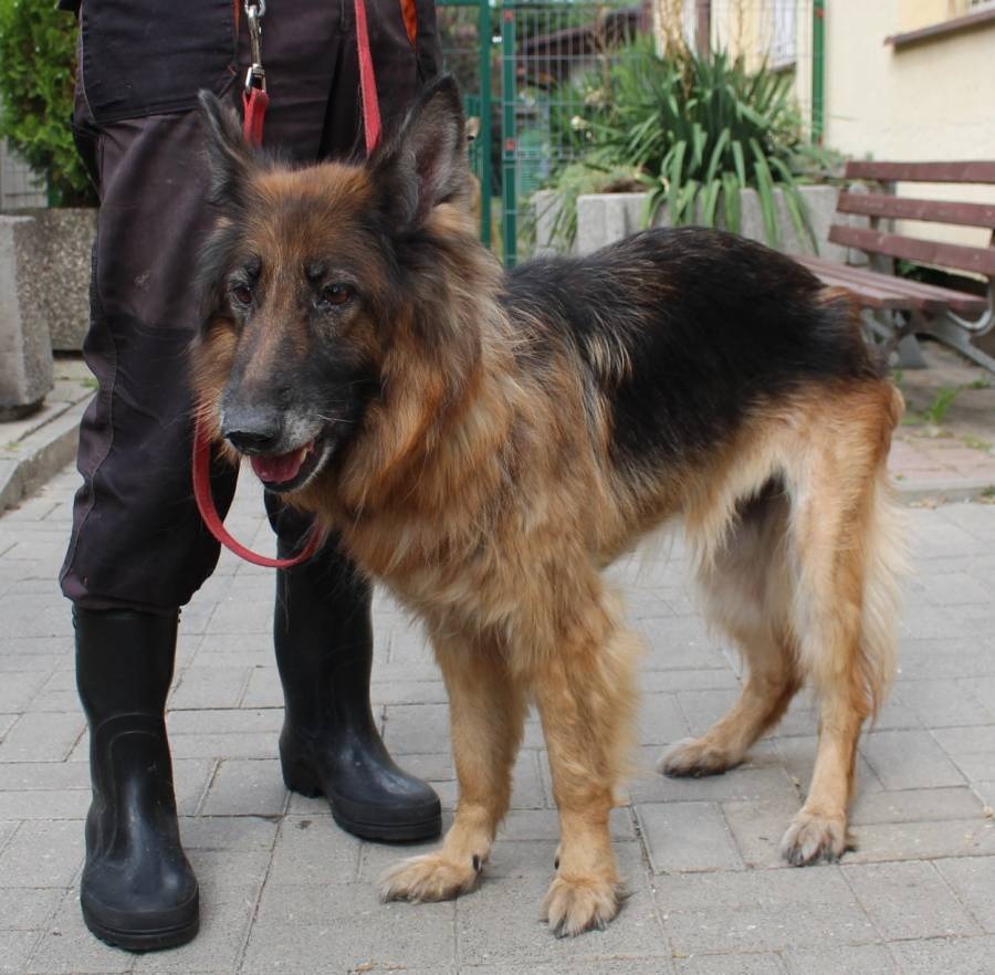 Schronisko dla zwierząt w Łodzi. Nie kupuj – przygarnij. Hera (fot. Schronisko Marmurowa Łódź) |wiadomości łódzkie | Łódź | TuŁódź