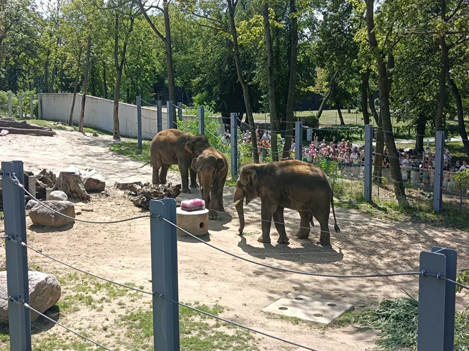 Jeden tort ważył 180 kilogramów. Słonie z Orientarium w Łodzi świętują [ZDJĘCIA] - Zdjęcie główne