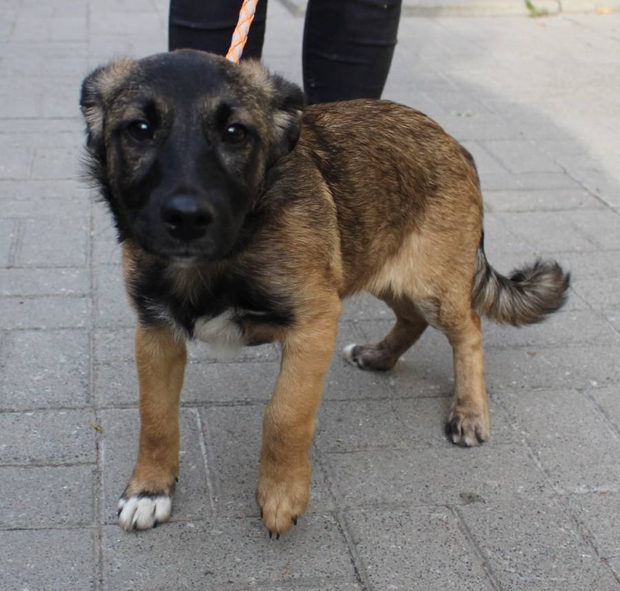 Pomóżmy wrócić do domów czworonożnym zgubom! Do łódzkiego schroniska trafiły nowe psy (fot. Schronisko dla Zwierząt w Łodzi) |wiadomości łódzkie|Łódź|TuŁódź