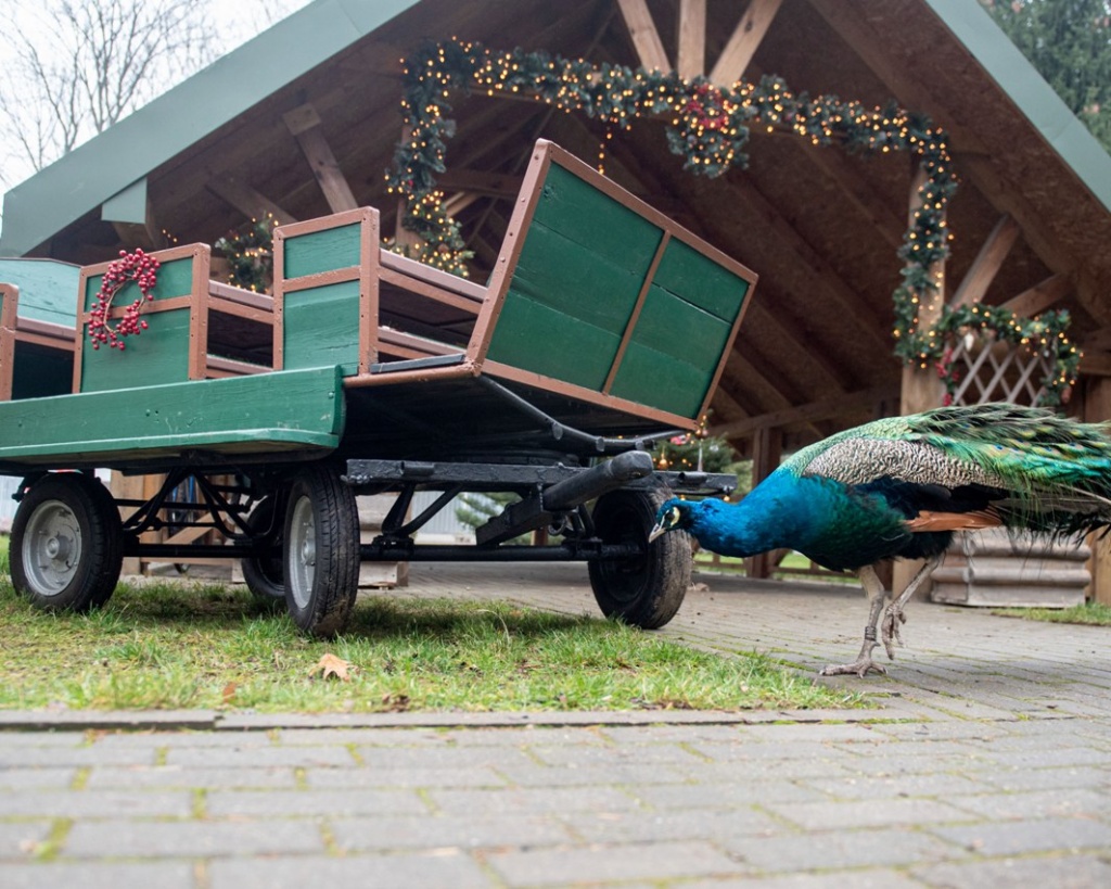 Świąteczny spacer po łódzkim Zoo? Ogród zoologiczny otwarty dla zwiedzających! (fot. mat. prasowe) |wiadomości łódzkie|Łódź|TuŁódź