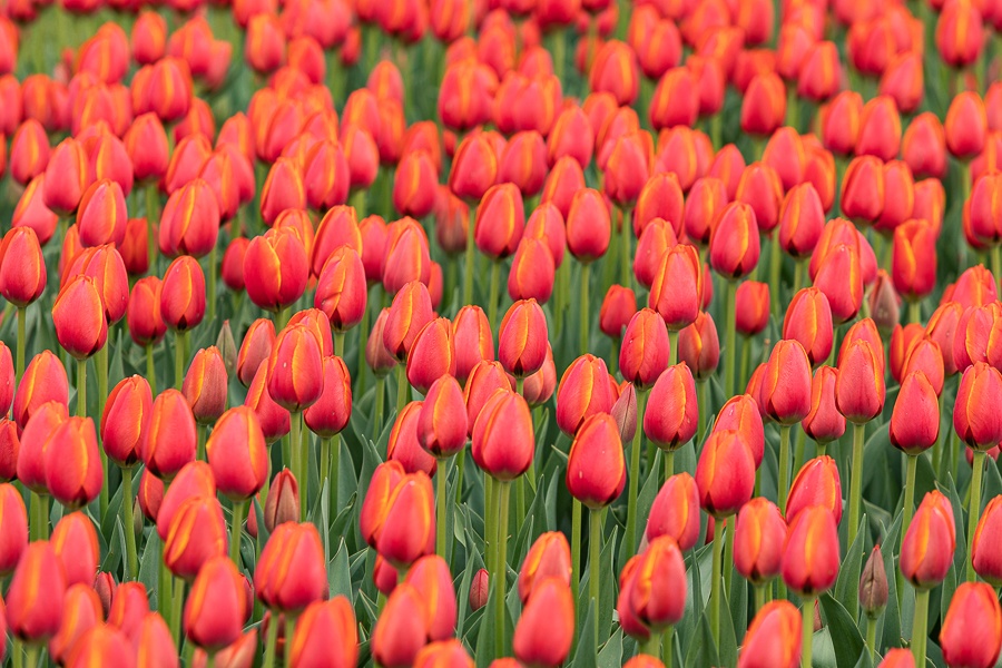 Kolekcja tulipanów w Łódzkim Ogrodzie Botanicznym już w pełni rozkwitu  (fot. Michał Pietrzak - redakcja TuŁódź) |wiadomości łódzkie | Łódź | TuŁódź
