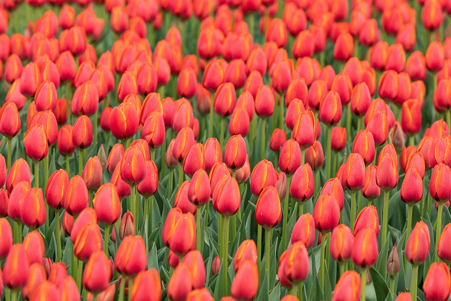 Kolekcja tulipanów w Łódzkim Ogrodzie Botanicznym już w pełni rozkwitu  (fot. Michał Pietrzak - redakcja TuŁódź) |wiadomości łódzkie | Łódź | TuŁódź