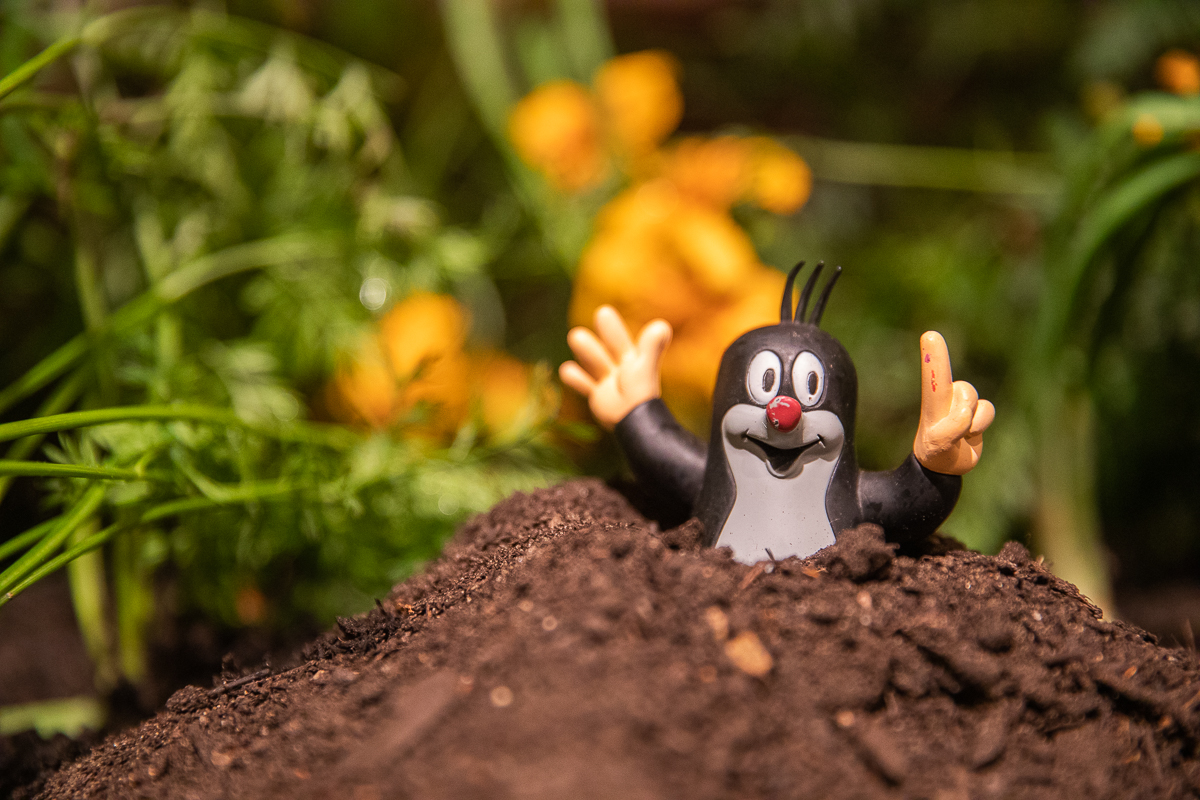 Do niedzieli 10 października w łódzkim Ogrodzie Botanicznym można oglądać wystawę "Owoce, warzywa, kwiaty"