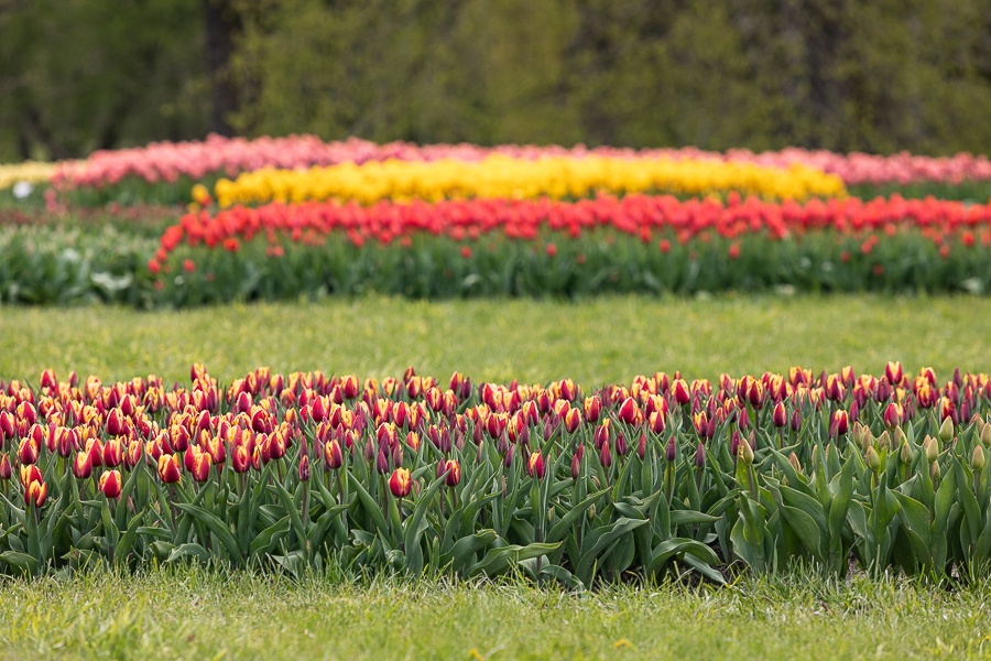 Kolekcja tulipanów w Łódzkim Ogrodzie Botanicznym już w pełni rozkwitu  (fot. Michał Pietrzak - redakcja TuŁódź) |wiadomości łódzkie | Łódź | TuŁódź