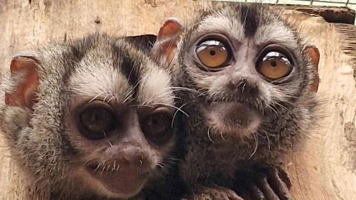 Z innej planety do Orientarium Zoo Łódź. Te zwierzęta nie lubią pełni! [FOTO]