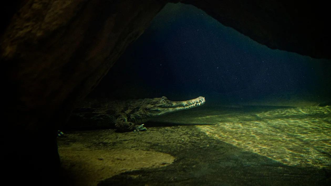 Otwarcie Orientarium w Łodzi tuż tuż. Już dziś zobacz niesamowite zdjęcia krokodyli, rekinów i innych zwierząt [galeria I wideo] - Zdjęcie główne