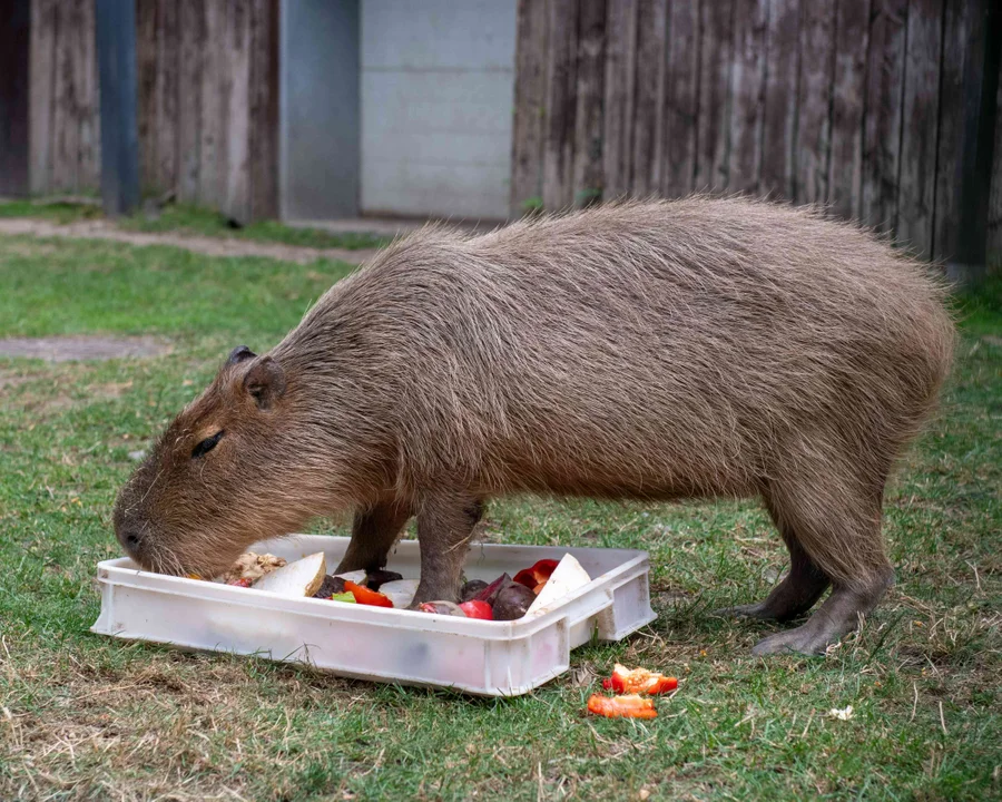 To był dzień Tenebris! Goście Orientarium Zoo Łódź posprzątali jej wybieg i zrobili obiad [zdjęcia] - Zdjęcie główne