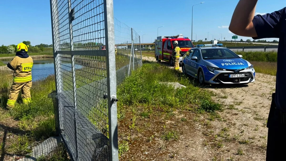 Nietypowa interwencja przy ekspresówce w Łódzkiem. Leśne zwierzę potrzebowało pomocy [FOTO]