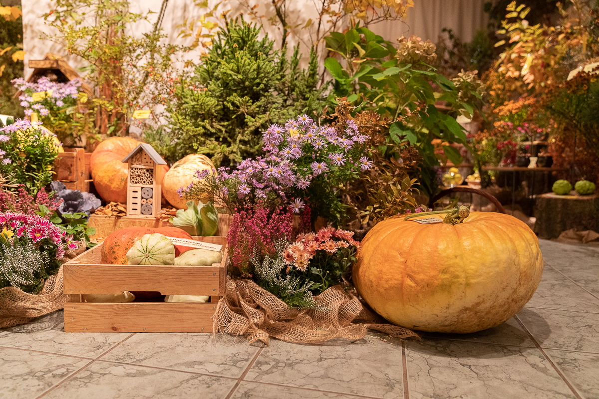 Do niedzieli 10 października w łódzkim Ogrodzie Botanicznym można oglądać wystawę "Owoce, warzywa, kwiaty"