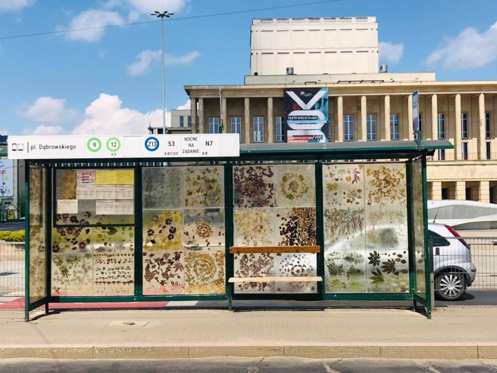 Różnorodne gatunki zasuszonych kwiatów znów zdobią przystanek przy Placu  Dąbrowskiego w Łodzi (fot. redakcja TuŁódź) |wiadomości łódzkie| Łódź | TuŁódź