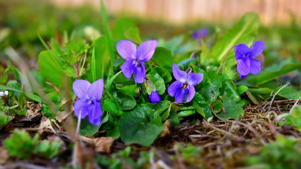 Jak wydłużyć kwitnienie bratków? Jeden trik robi różnicę