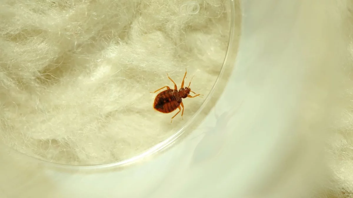 Te rośliny doniczkowe mogą być siedliskiem pluskiew. gwałtownie usuń je z domu