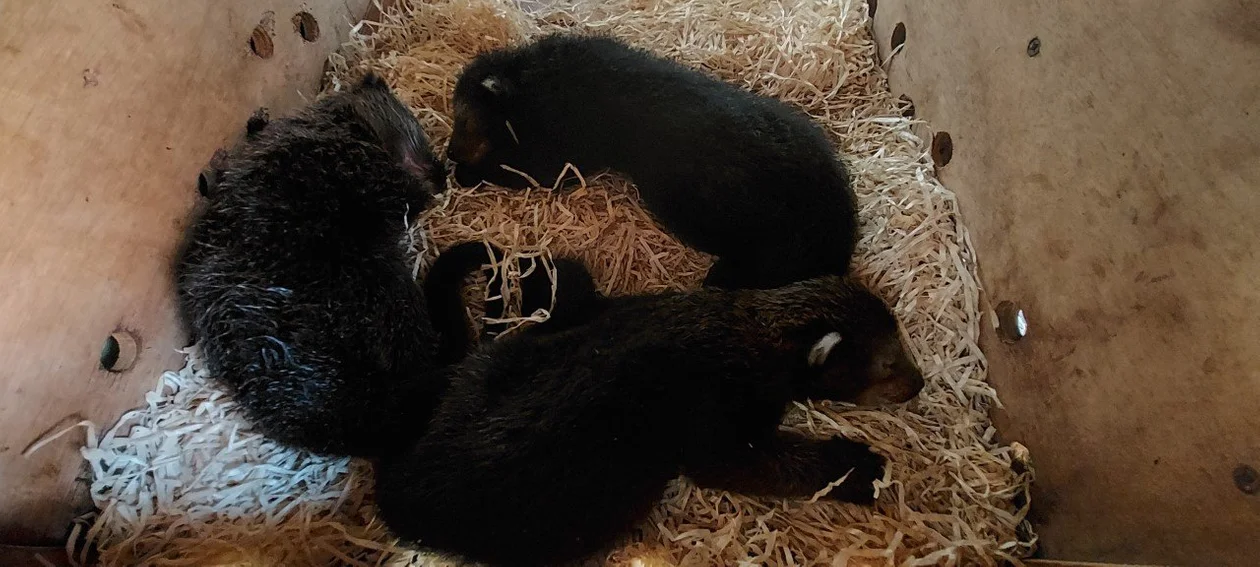 W łódzkim zoo urodziły się trzy kotomisie