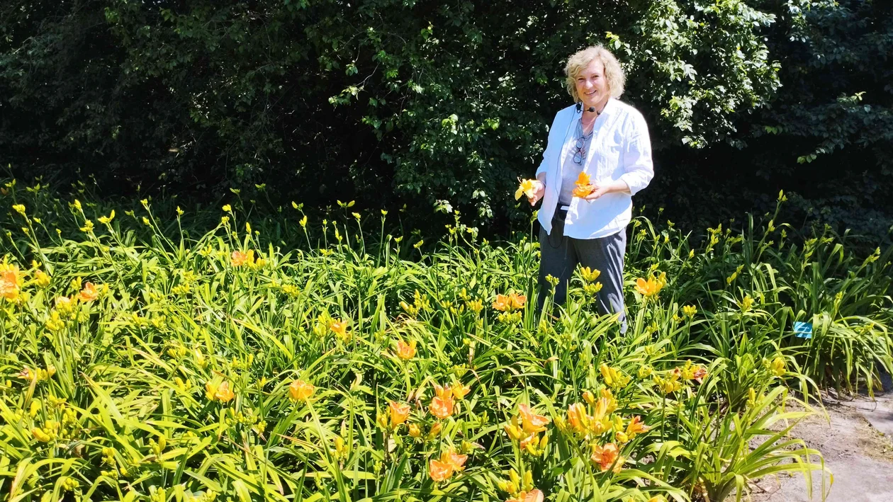 16 tysięcy lilii kwitnie w łódzkim Ogrodzie Botanicznym. Musicie je zobaczyć! [zdjęcia] - Zdjęcie główne