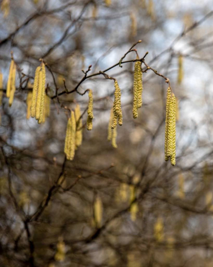 Przy dobrej pogodzie Ogród Botaniczny w Łodzi zostanie udostępniony zwiedzającym już w ostatni weekend marca (fot. UMŁ) |wiadomości łódzkie|Łódź|TuŁódź