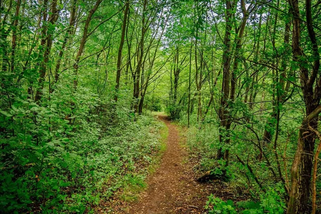 W Łodzi będzie nowy park. Powstanie w sąsiedztwie lotniska - Zdjęcie główne