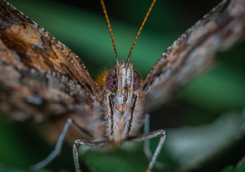 Przyjdź na nocne wabienie owadów. Przylecą jak ćma do światła - Zdjęcie główne