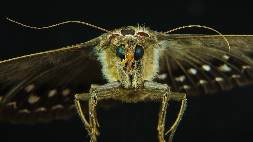 Oswój się z nocnymi owadami w Łodzi - Zdjęcie główne