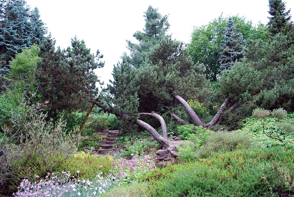 Arboretum w Rogowie | Polimerek, CC BY-SA 4.0 <https://creativecommons.org/licenses/by-sa/4.0>, via Wikimedia Commons