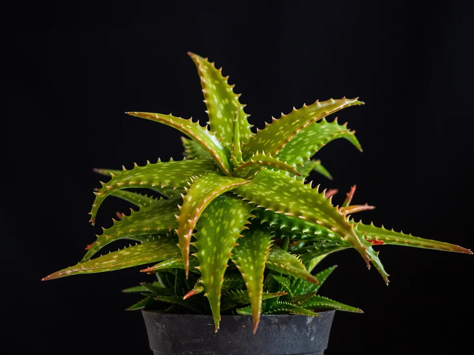 Aloes (łac. Aloe L.) Aloes jest odrobinę bardziej wymagający, niż wymienione wcześniej rośliny, ale za to przynosi jeszcze więcej korzyści. Roślina skutecznie filtruje powietrze, podnosi odporność, przyśpiesza gojenie ran i oparzeń. Kiedy uda nam się wyhodować dorodny aloes, możemy korzystać także z jego liści, do przygotowania kosmetyku lub napoju. Pełen wartości sok nadaje się zarówno do picia, pielęgnacji i leczenia zewnętrznego. Aloes to jednocześnie kosmetyczka i apteczka w doniczce. Przed użyciem miąższu lub soku z liści należy dokładnie zapoznać się z poradnikami, ponieważ roślina zawiera wiele związków chemicznych, a nieodpowiednio przygotowane produkty mogą wywołać negatywne skutki.