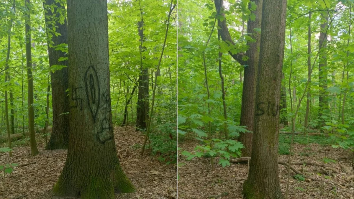Swastyka i intymne części ciała wymalowane na drzewach. Park Julianowski stał się celem wandali - Zdjęcie główne