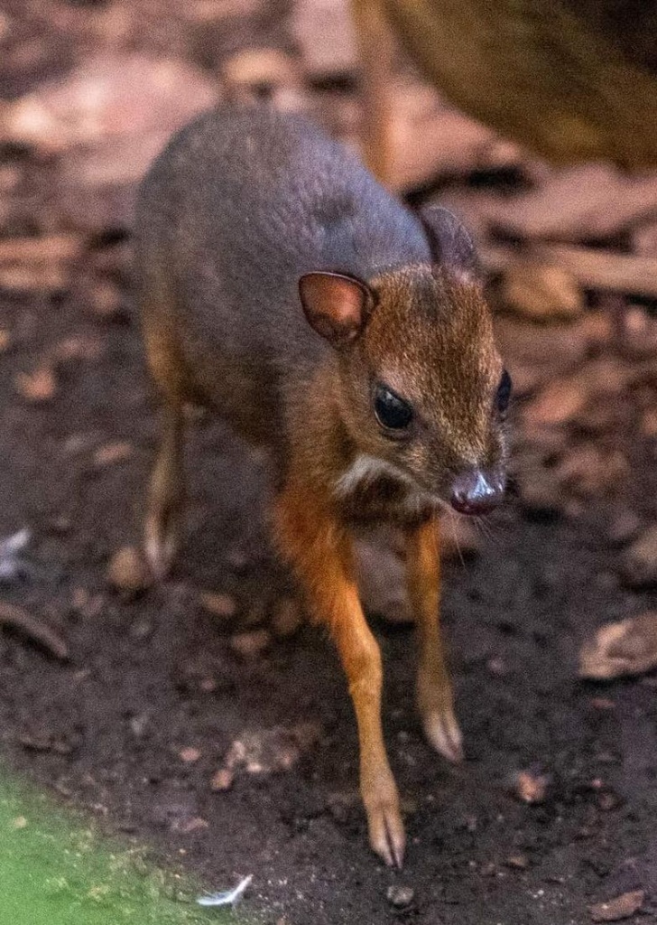 Myszojeleń w zoo w Łodzi! To samica, która chętnie spaceruje po wybiegu [zdjęcia] - Zdjęcie główne